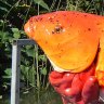'Giant' feral goldfish invade WA's river systems