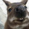 Wallaby Tasmania
