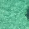 Western Australia's Cottesloe Beach has reopened after a shark spent 27 hours inside the netted area.