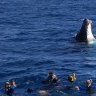 Swimming with humpbacks.
