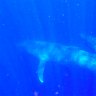 Pygmy blue whale mother and nursing calf