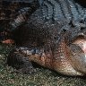 'You won't come out alive': Katter crocodile plan resurfaces