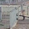 A child has come terrifyingly close to a moving train as it pulled into Gawler Station in South Australia.