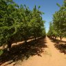Webster activates almond plan as global crunch looms