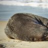 'Neil the Seal' becomes popular Bribie Island community member