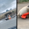 Neil the Seal is back, but in danger of being loved to death