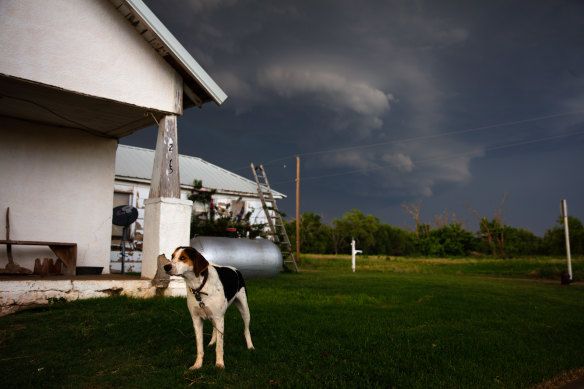 A dog oblivious to the tornadic storm behind it in a mostly abandoned town in Texas.