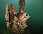 South Australia’s algal bloom has spread. Here’s why the rest of Australia should be worried