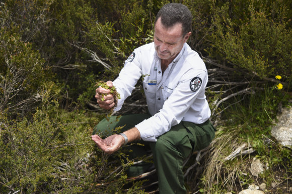 ACT parks manager Brett McNamara squeezes sphagnum moss in a bog in Namadgi National Park.