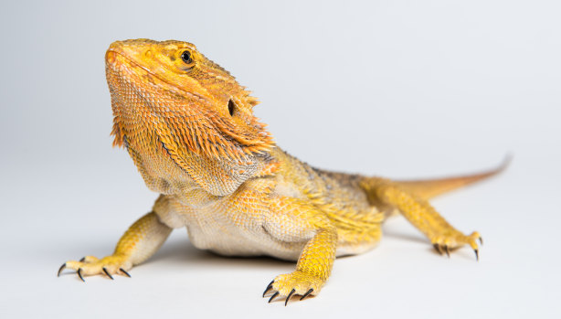 Bif the bearded dragon: a delightfully low-maintenance creature, the writer discovers. 