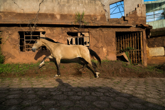 Wild horses now roam the deserted Bento Rodrigues, where brand new emergency warning sites and escape route were installed last year.