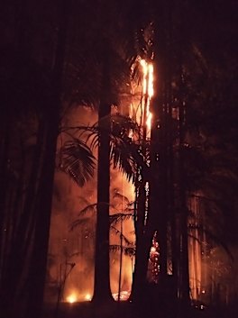 Terania Creek burns.