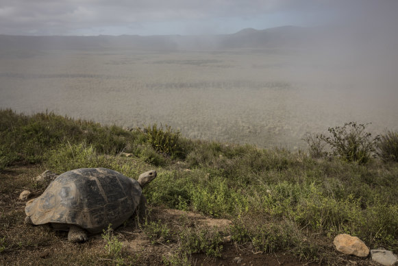 A Galápagos tortoise above the crater of the Alcedo Volcano on Isabela Island.
