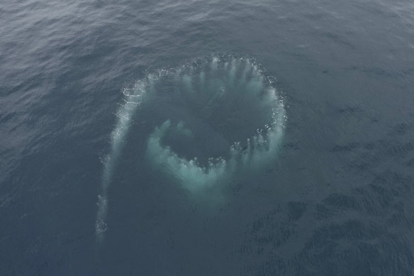 Humpback whales create so-called bubble nets to corral their prey. 
This image was taken off Tasmania in 2020.