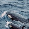 Two sailors rescued after ‘cool, calm and collected’ orcas ram yacht