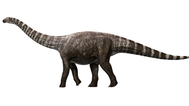 An artist's rendition of Rhoetosaurus brownei.