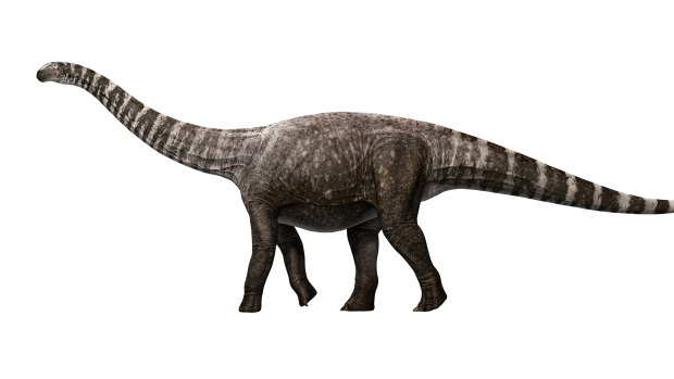 An artist’s rendition of Rhoetosaurus brownei, a sauropod.