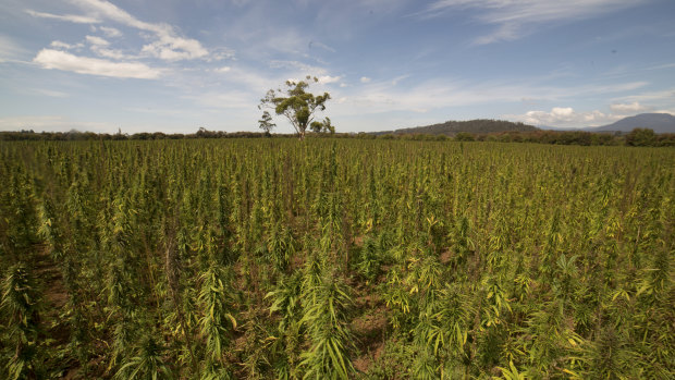 McNiece and Crow predict hemp sales will double annually over the next five years. 