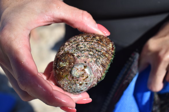 Roe's abalone is what's fished out.  Today, there were four warnings for fishing undersized abalones 
