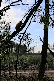 A koala clings on in a tree outside a recently cleared section of bluegum plantation last week.