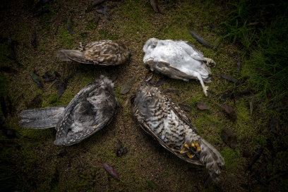 Clockwise from top left: a boobook, a barn owl, a powerful owl and a tawny frogmouth. All are believed to have been poisoned by rat bait.