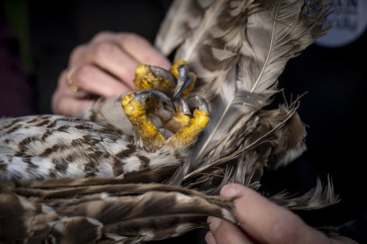 The talons of a powerful owl, found dead in Victoria.