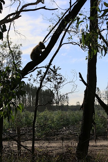A koala clings on in a tree outside a recently cleared section of bluegum plantation last week.