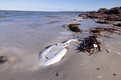 The rays have been the most common sea creature to wash the ground, even the scientists notice that we can never know the scale of what is peruzing at sea.