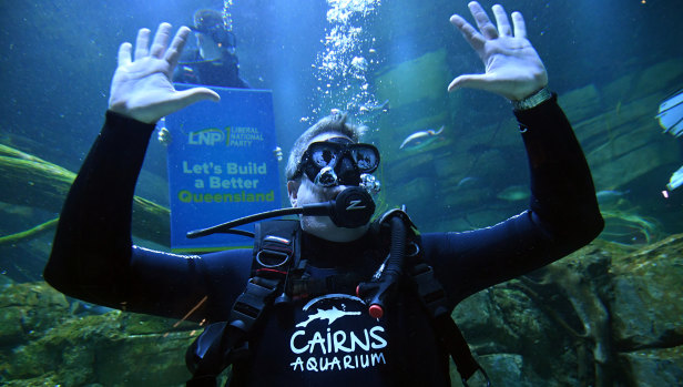 Scuba-diving at the Cairns Aquarium was among several 'action man' stunts Mr Nicholls has pulled on the campaign trail.