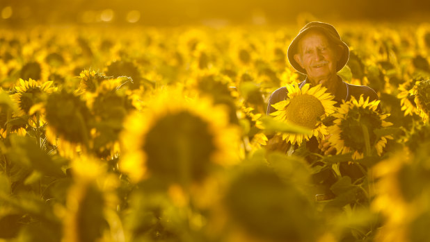 Max Winter has a bumper 16ha crop of sunflowers.
