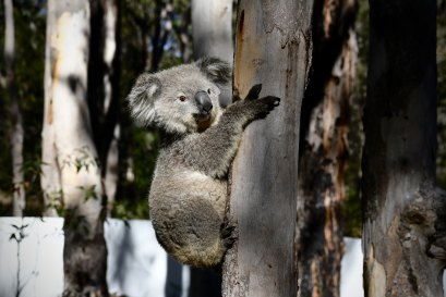 Koalas are listed as endangered in NSW, the ACT and Queensland.