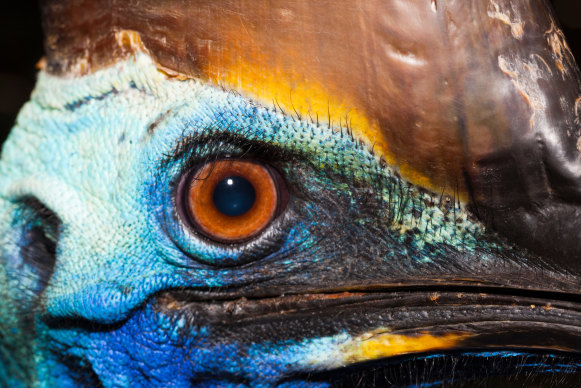 Cassowaries are tall enough to look you right in the eye.  