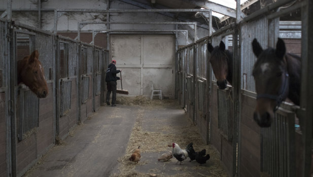 A worker cleans a horse stable during an inspection by the animal police in The Hague.