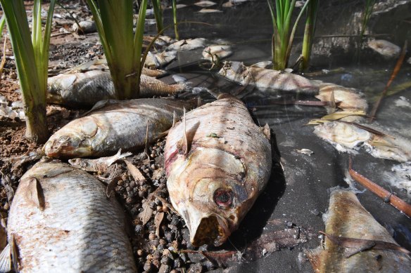The mass fish kill in the Darling River at Menindee.