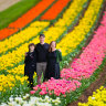 A family’s tiptoe through the tulips started decades ago, now thousands follow