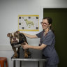 Sydney vet Dr Anne Quain with Bentley, a patient at the Potts Point Veterinary Hospital.