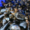 Fresh Victorian mussels harvested during the week. 