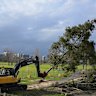 Long row of trees gets the axe, sparking outcry from grand prix opponents