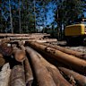 MPs call for state government to end its ‘fiscally irrational’ logging