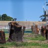 The Sydney suburb with 6000 trees and nowhere to put them