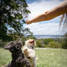 Puppy parties, parks and pats on the head: a dog’s life in Bellevue Hill