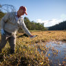 Testing the waters: Dr Ian Wright at Wheeny Creek.