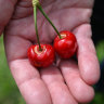 Why this year’s Christmas cherries could be pricier ... and not so sweet