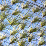 How air plants can work together to create much-needed city shade