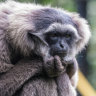 Monkey business at Perth Zoo as gibbon escapes enclosure
