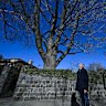 Nicholas Jackson looks up at the towering tree in Toorak that he is in a fight with Stonnington Council about.