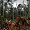 The fierce forest wars reigniting in NSW