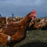 ‘Like it’s falling out of the sky’: Bird flu detected on NSW egg farm