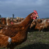 Free-range farmers who care about their chickens face calamity