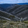Ghost forests: Australia’s snow gums under threat from climate change